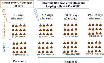 Resistance and Resilience of Soil Nitrogen Cycling to Drought and Heat Stress in Rehabilitated Urban Soils